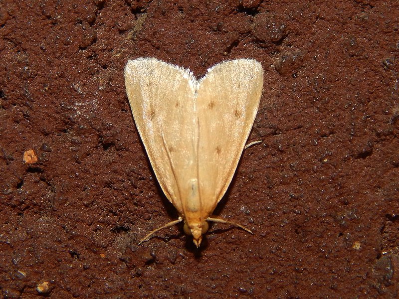 Aiuto ID